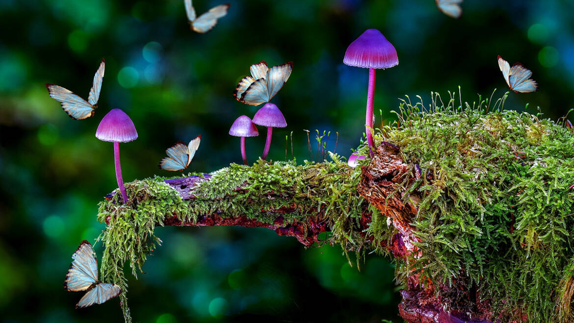 Could Psilocybin Help Us Age Better? New Research Sparks Hope for Longer, Healthier Lives