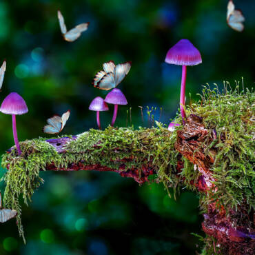 Could Psilocybin Help Us Age Better? New Research Sparks Hope for Longer, Healthier Lives